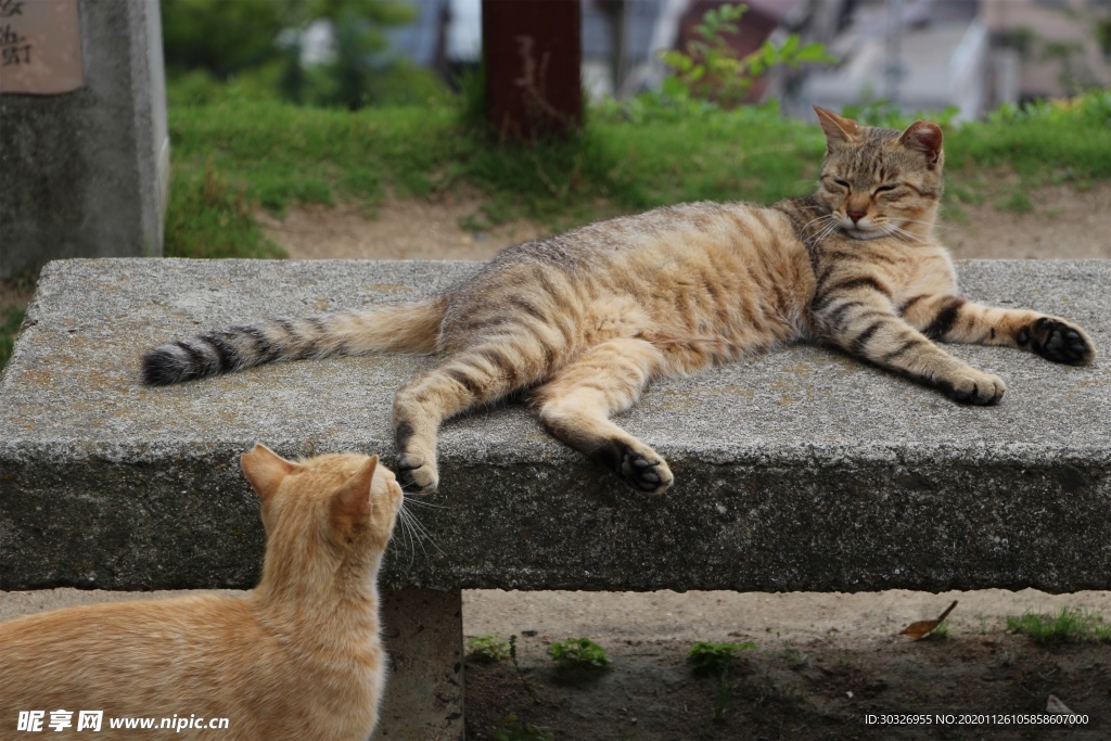 宠物猫