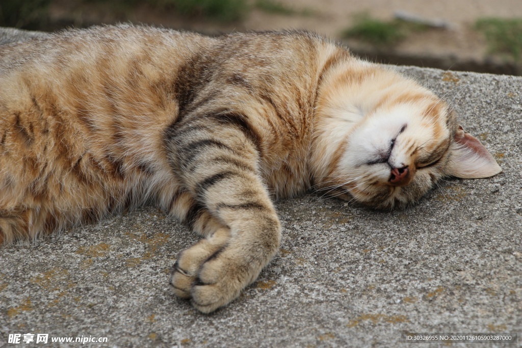宠物猫