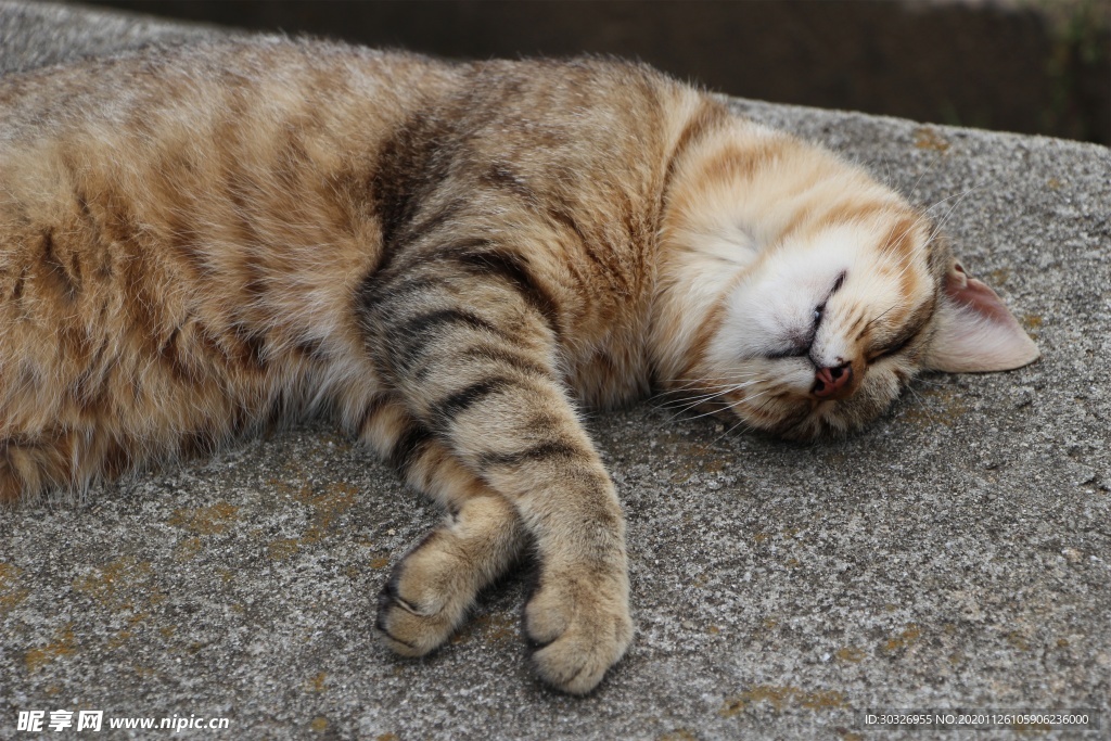 宠物猫