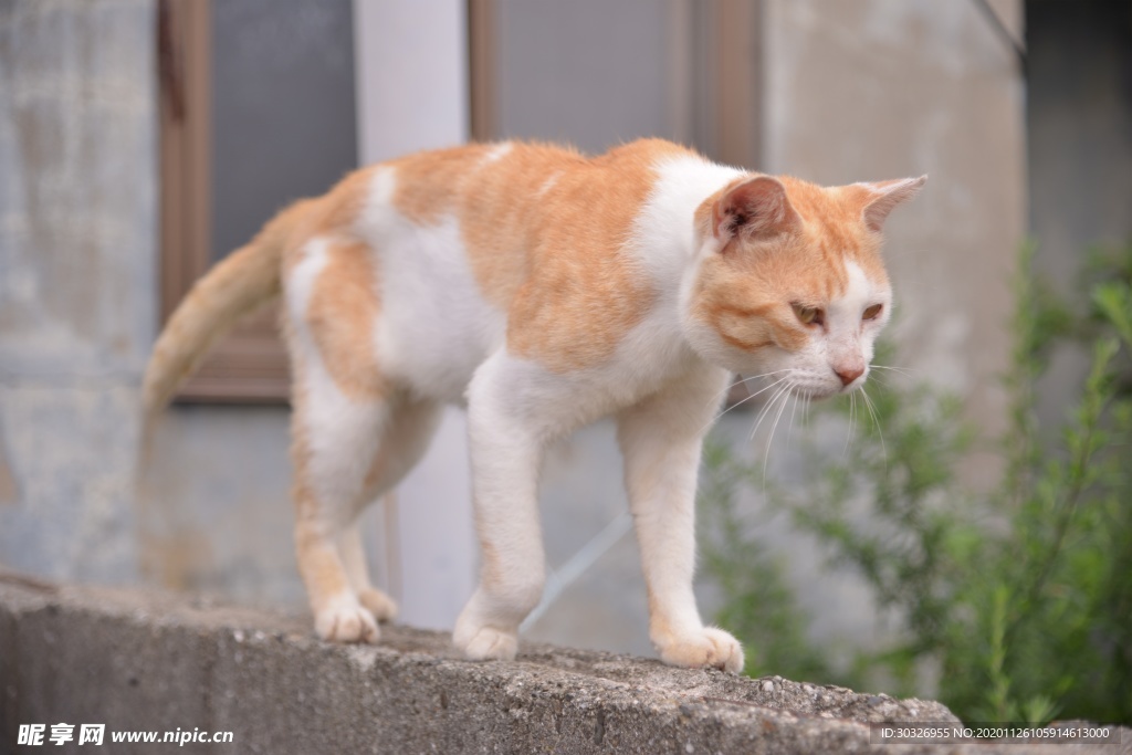 宠物猫