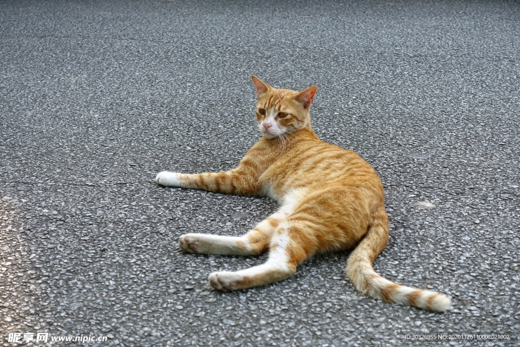 宠物猫