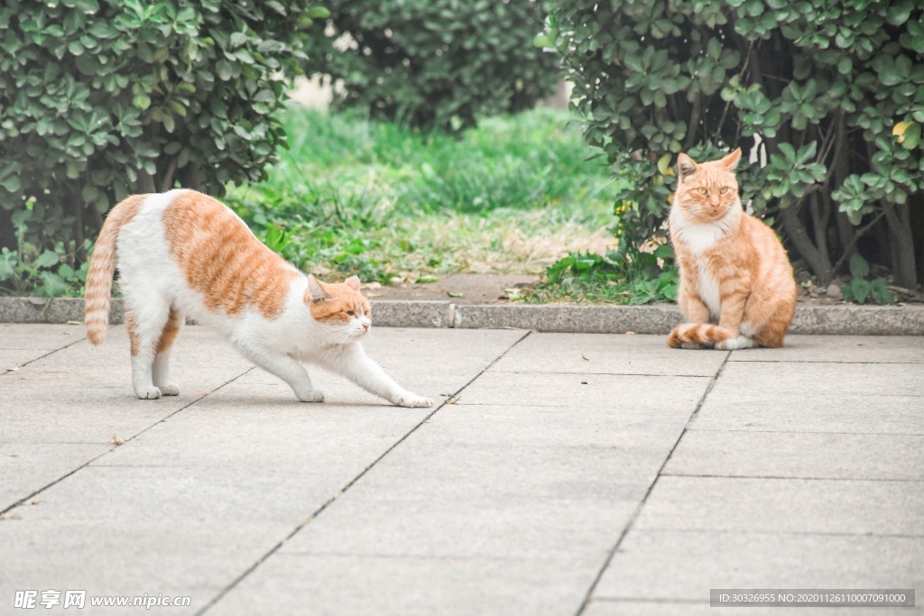 宠物猫
