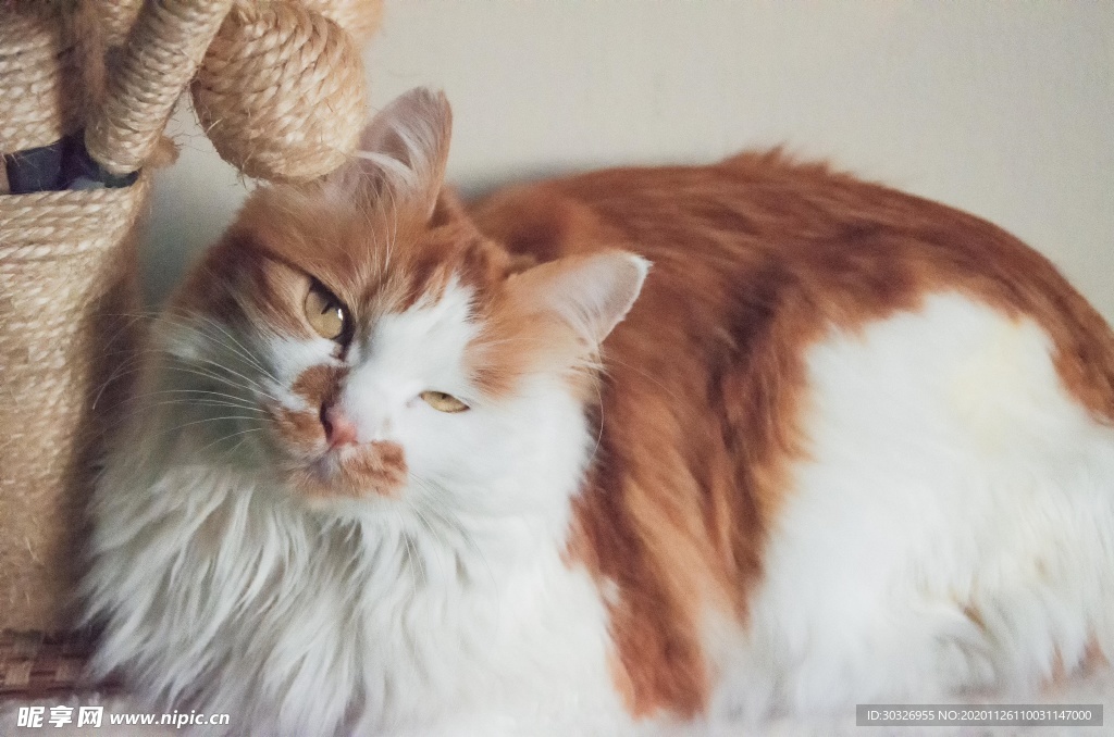 宠物猫