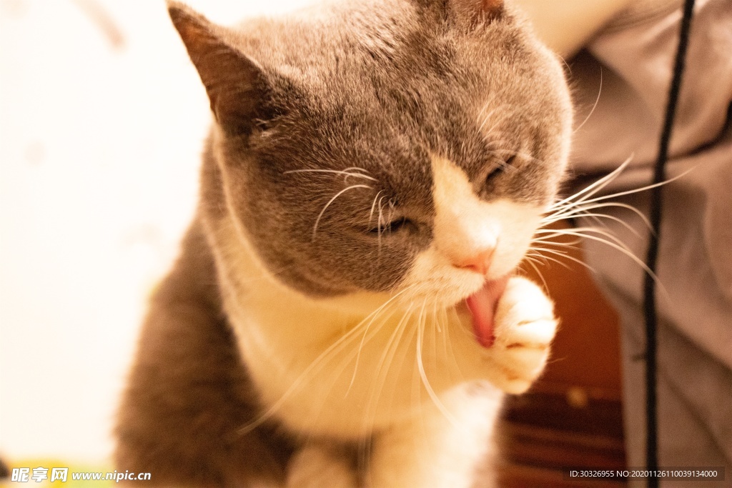 宠物猫