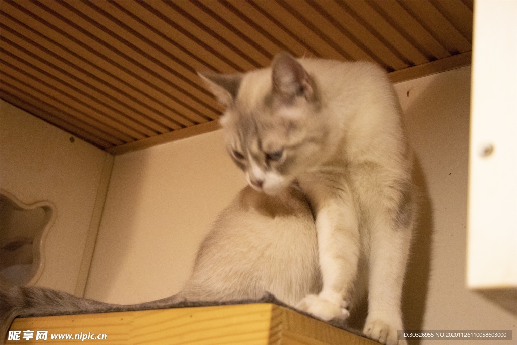 宠物猫