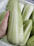 竹筒菜 龙牙菜