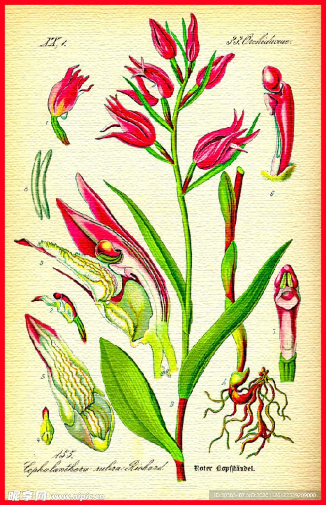 花朵 手绘植物