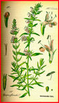 花朵 手绘植物