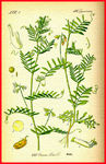 植物叶子 绿叶