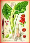 大蒜  蔬菜
