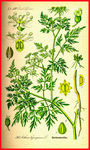 清新植物 清新花