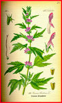 叶子 叶脉 花瓣