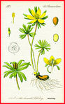 野菊花