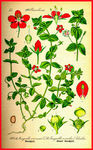 清新花