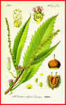 植物叶子
