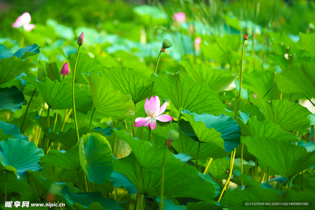 池塘里盛开的莲花