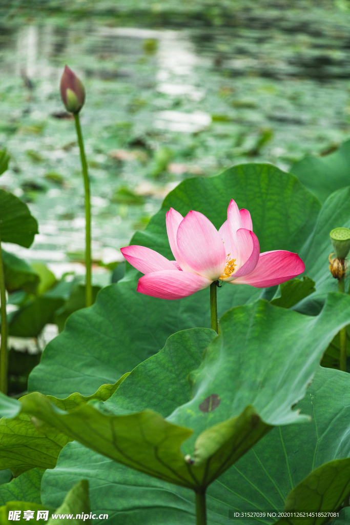 池塘里盛开的荷花特写