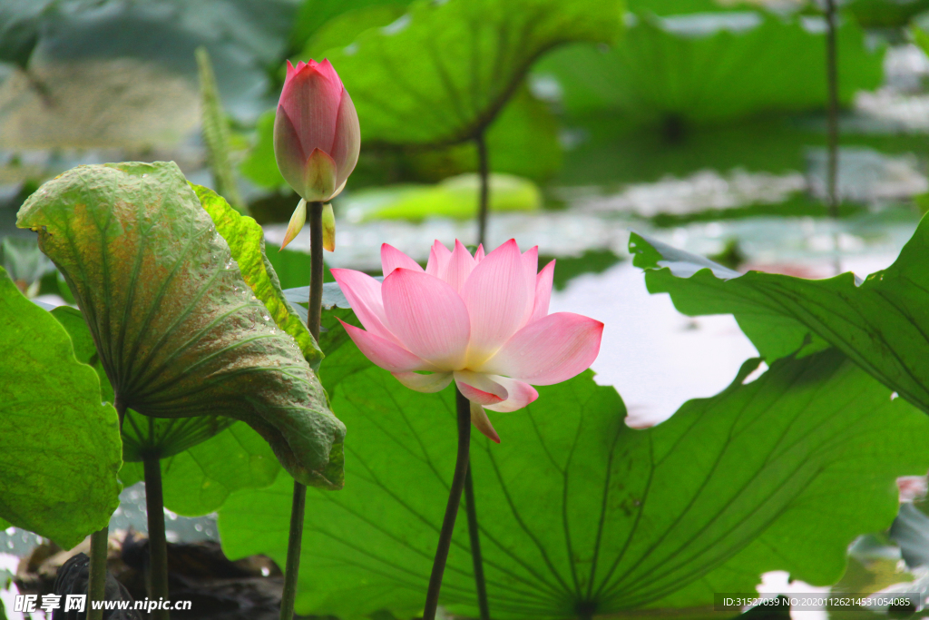 莲花高清特写