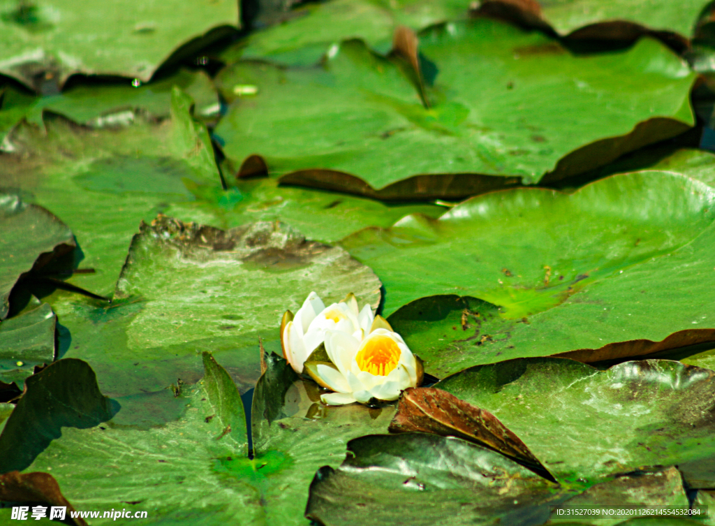 池塘里盛开的一朵莲花