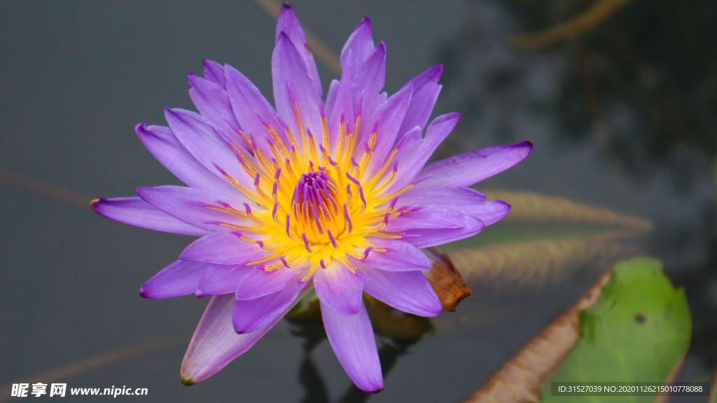 莲花高清摄影