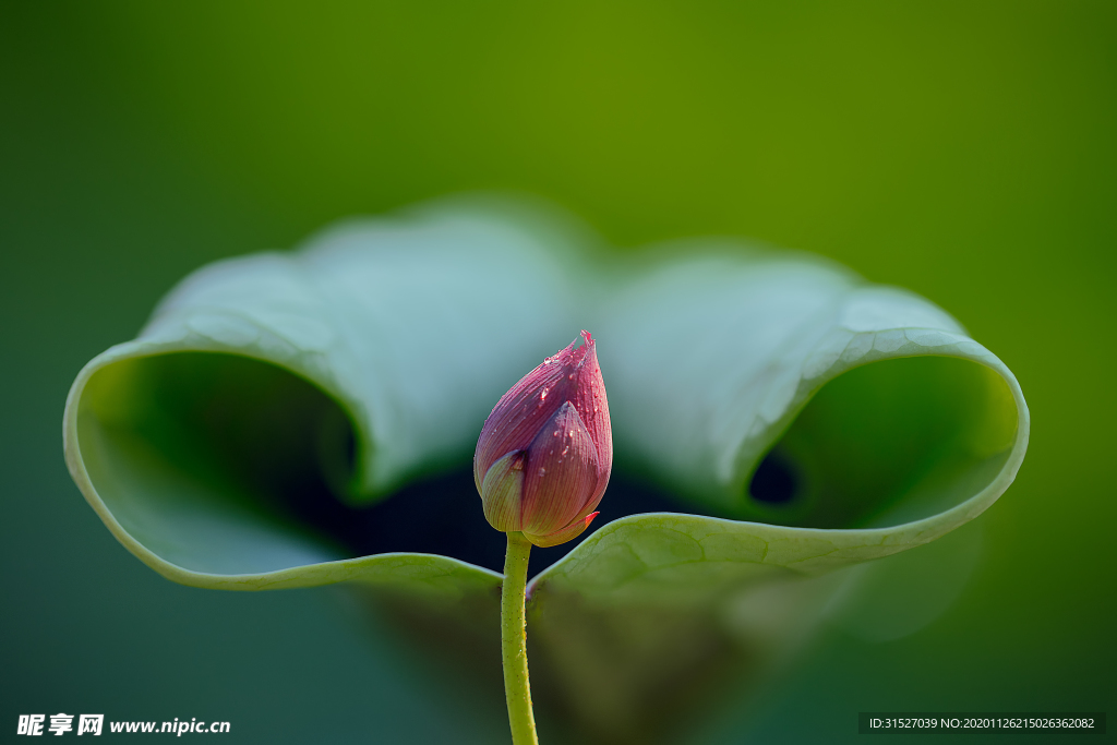 心中的莲花