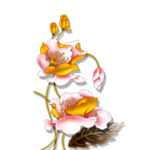 花