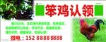 笨鸡认领