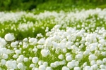 小棉花