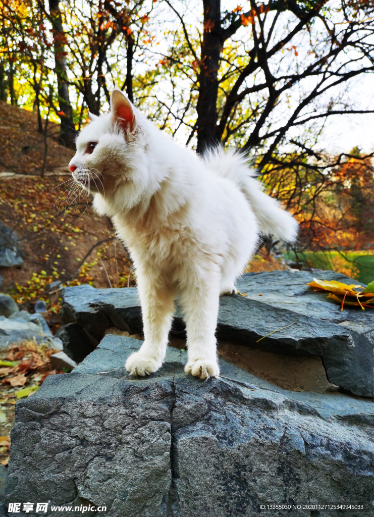 北京 圆明园 秋色 猫