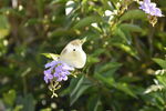 高清白色蝴蝶
