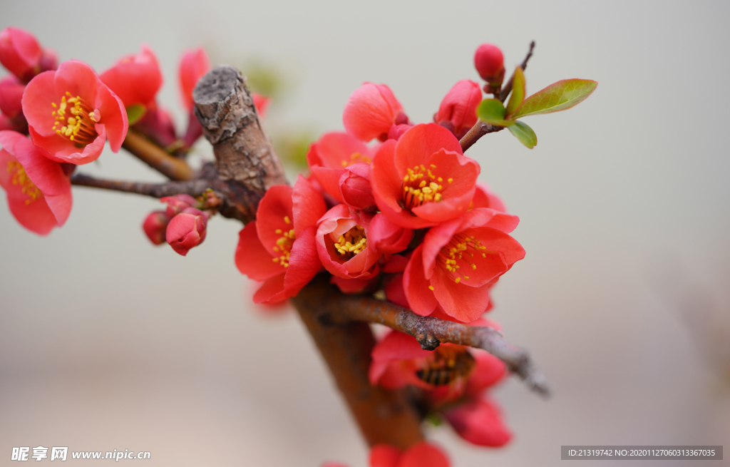 海棠花高清大图