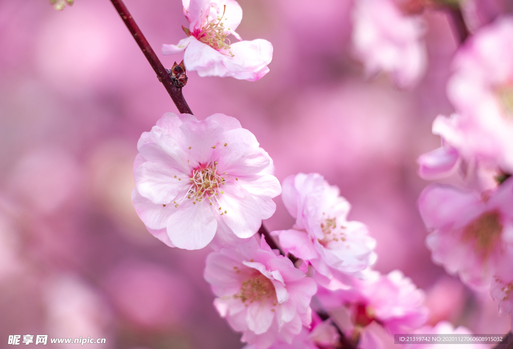 春日枝头上的粉色海棠花特写