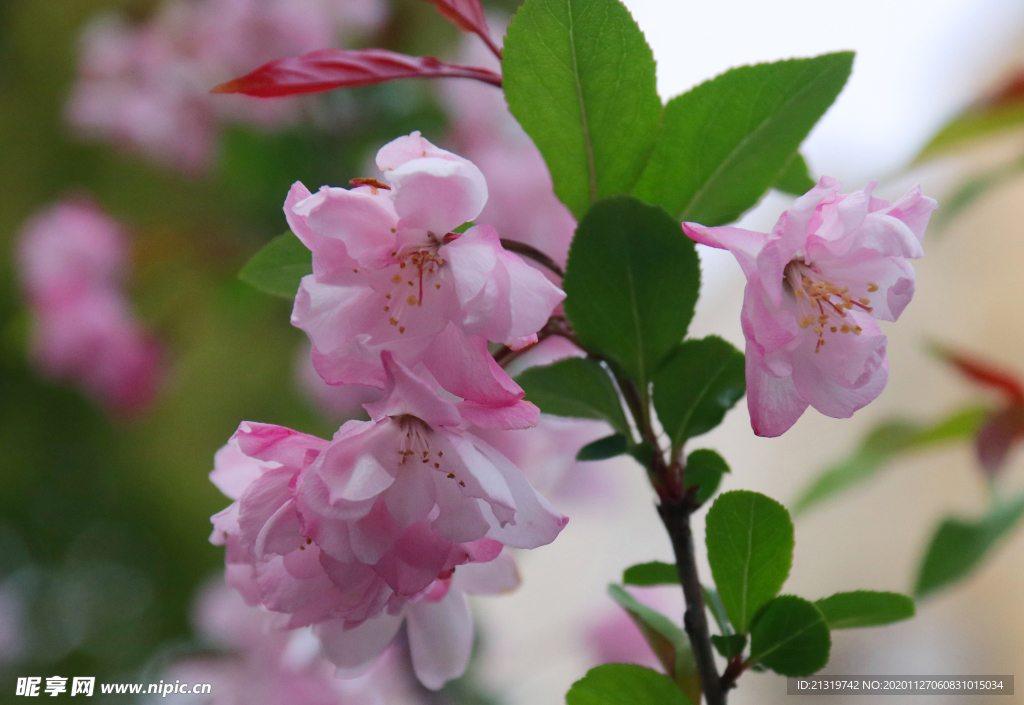 粉色海棠花拍摄素材