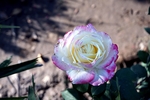 玫瑰花