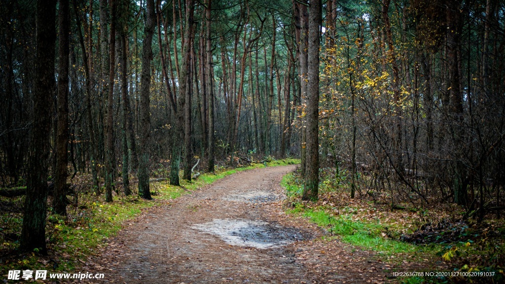 森林风景