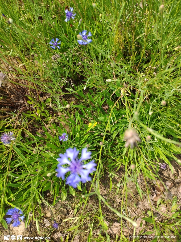 紫色的花