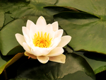 莲花
