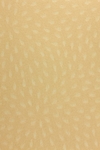 纸纹