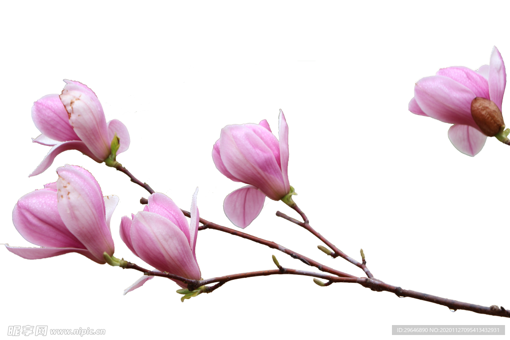 玉兰花