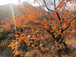 坡峰岭