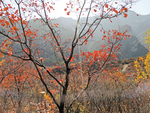 坡峰岭