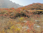 坡峰岭