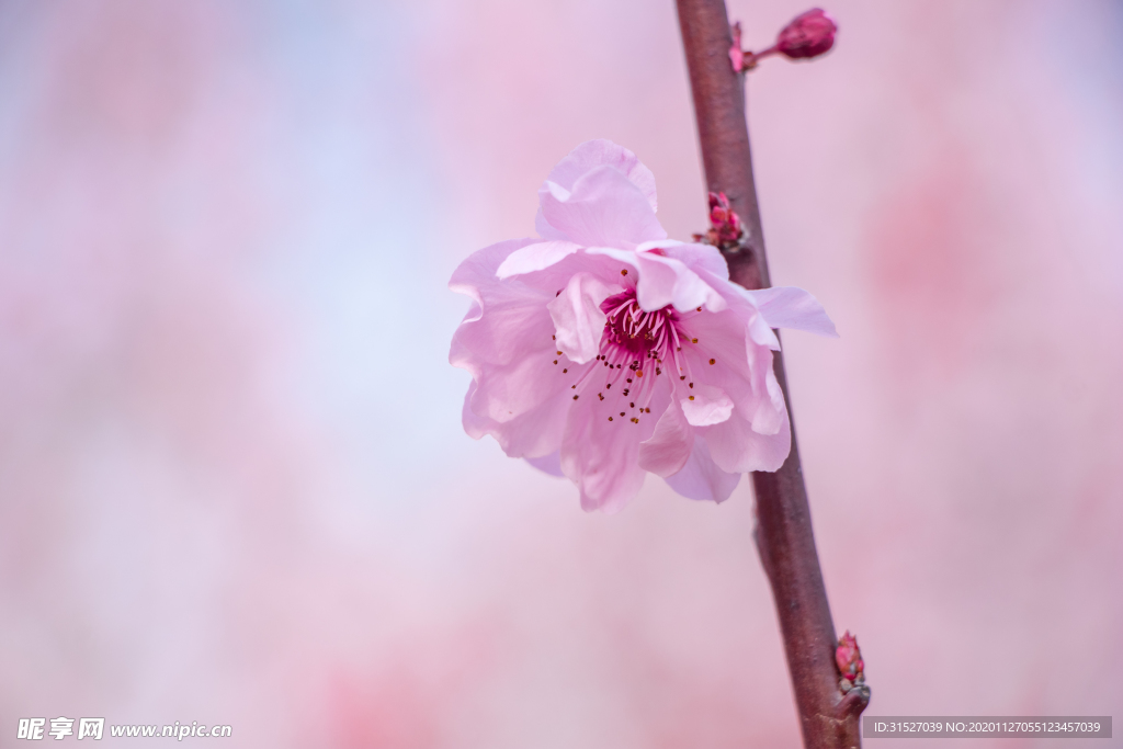 春天一枝美丽海棠花