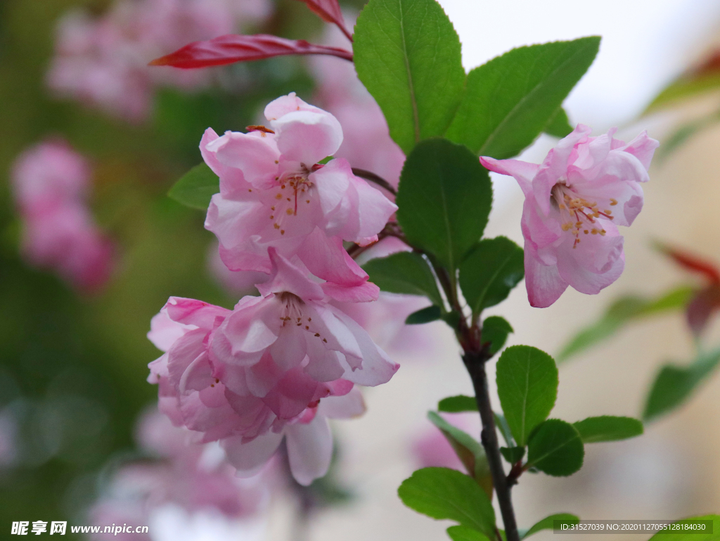 海棠花高清素材