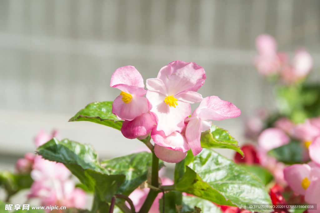 花卉摄影素材粉色四季海棠