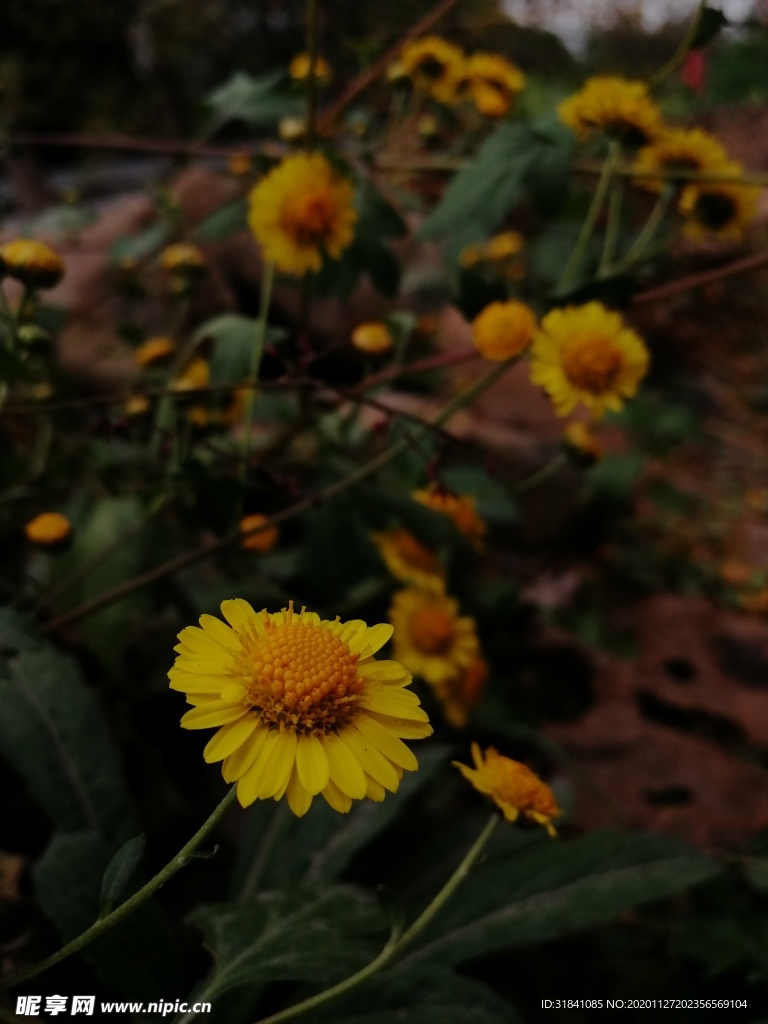 野菊花