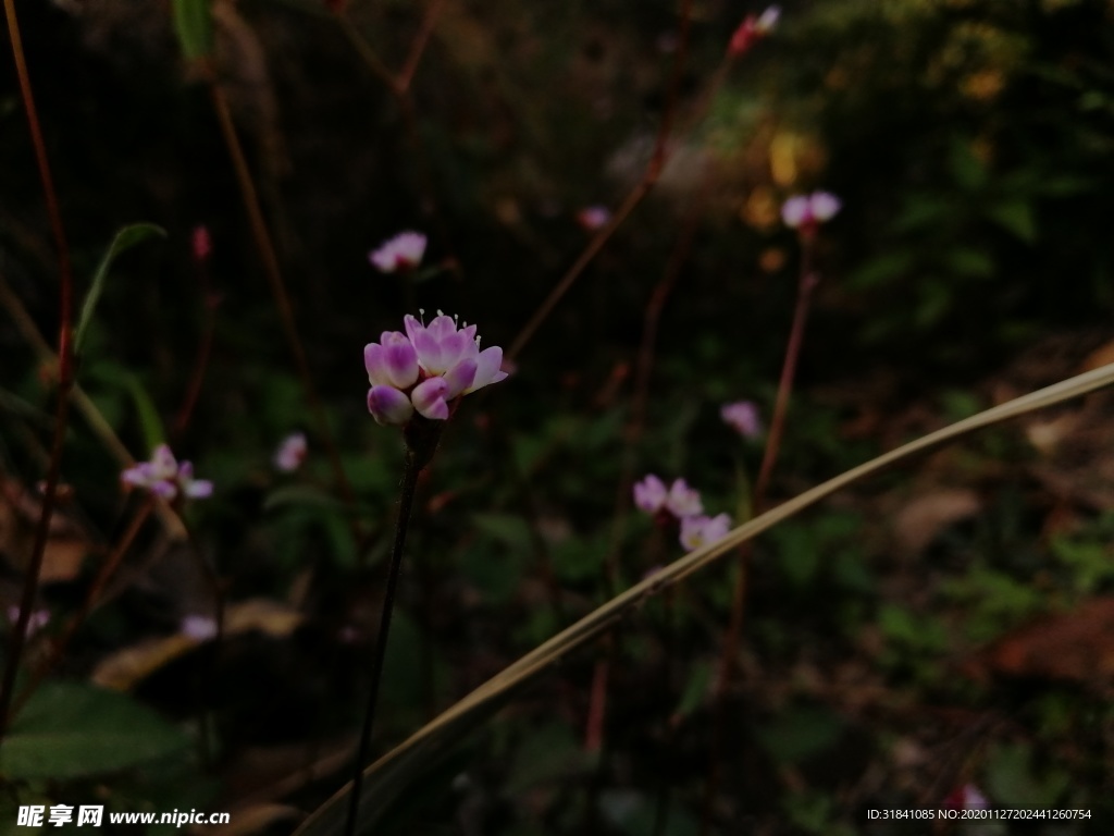 长箭叶蓼花