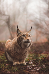 虎猫