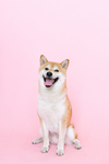 秋田犬