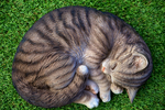 睡觉的小猫